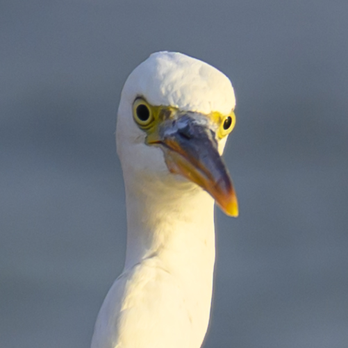 Automatisk udmelding