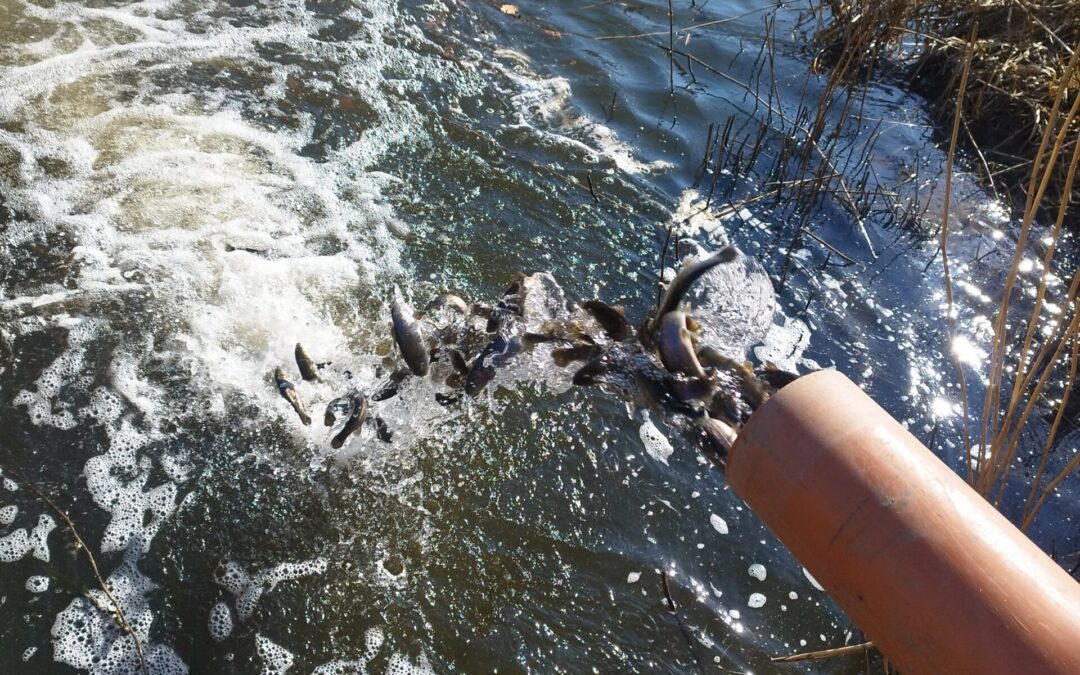 Udsætning af ørredsmolt med Esrum Ålaug