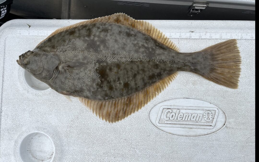 Skrubbe